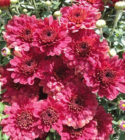 Belgian Mums® Pavia Red